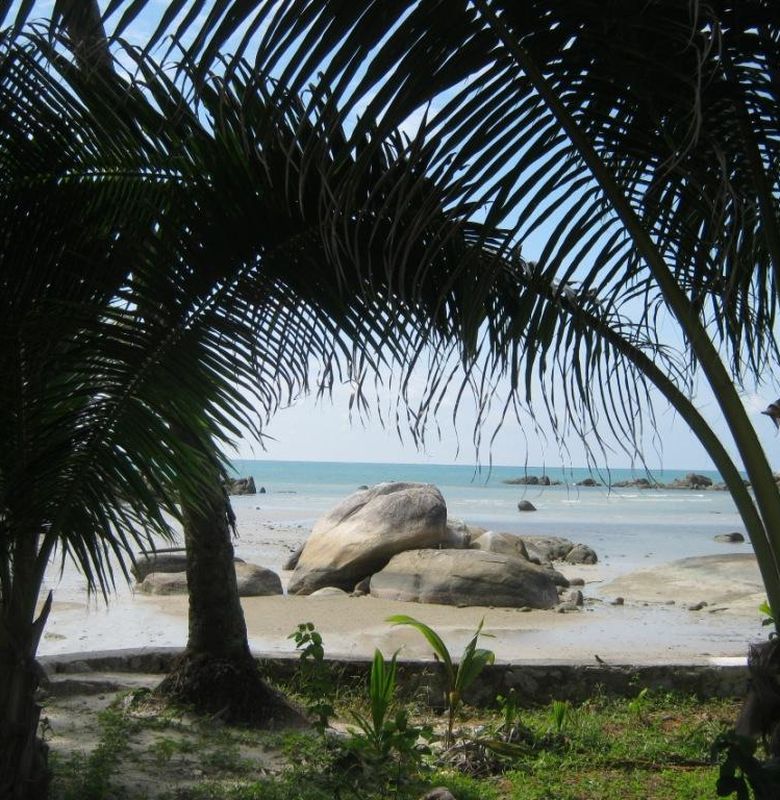 pohon kelapa di pantai