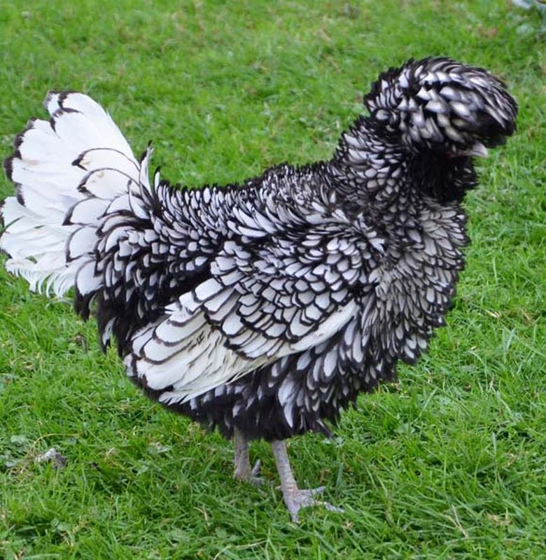 Ternyata Ayam Suka Makan Kerikil Semua Halaman Bobo