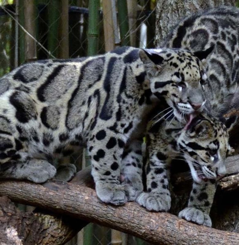 Neofelis Diardi Kucing Besar Dari Indonesia Yang Mirip Macan