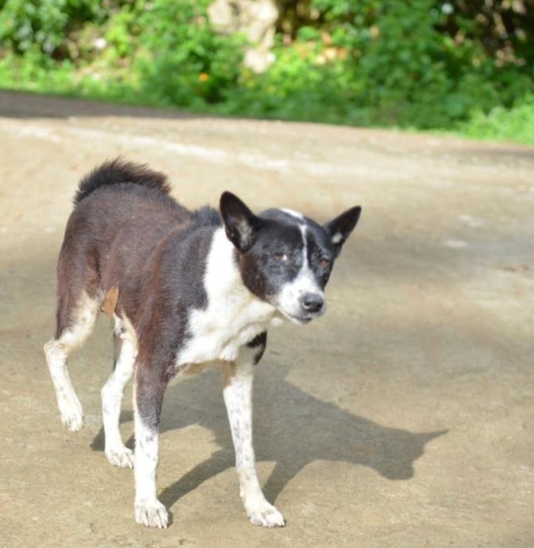 Mengartikan Gerakan Ekor Anjing Bobo