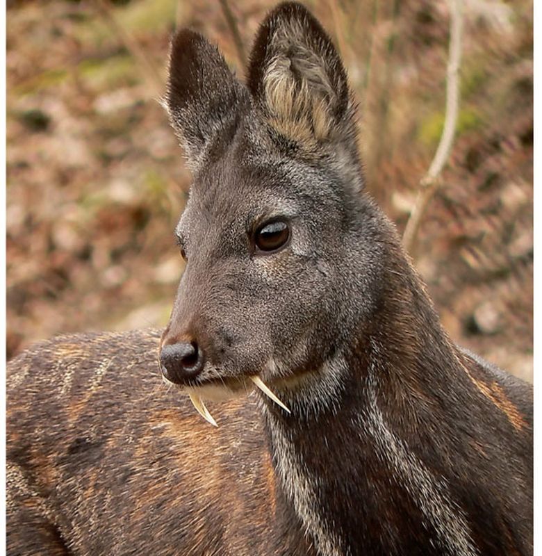 5 Hewan Unik Dari Korea Selatan Semua Halaman Bobo