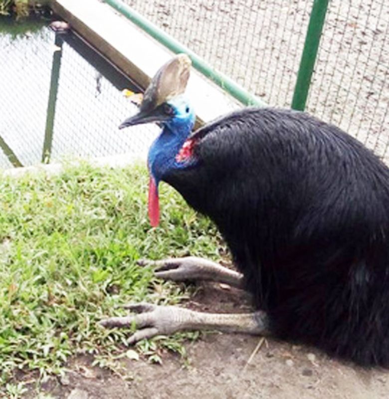 34+ Burung kasuari jantan terbaru