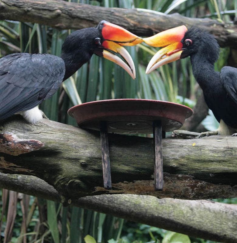 5 Burung Berparuh Unik Semua Halaman Bobo