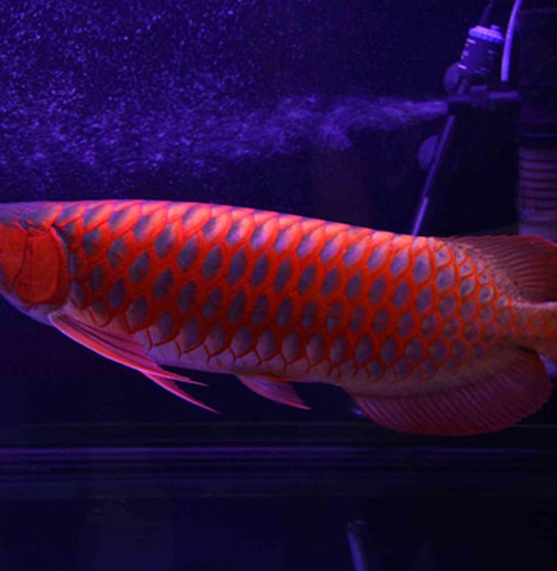 Ikan Arwana Ikan Mahal Yang Terancam Kepunahan Semua Halaman Bobo