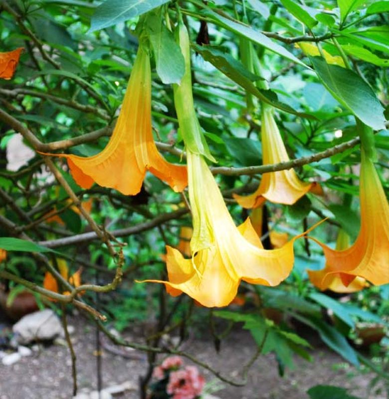 Tanaman Dan Hewan Ini Masih Hidup Namun Sudah Punah Di Tempat