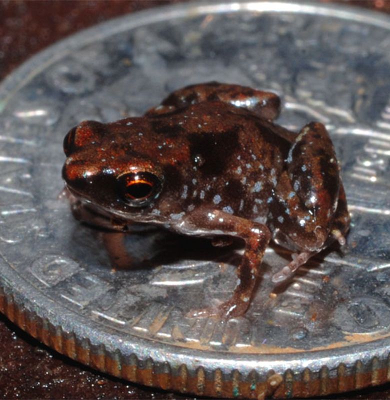 Selain Semut Inilah 6 Hewan Dengan Ukuran Yang Sangat Kecil