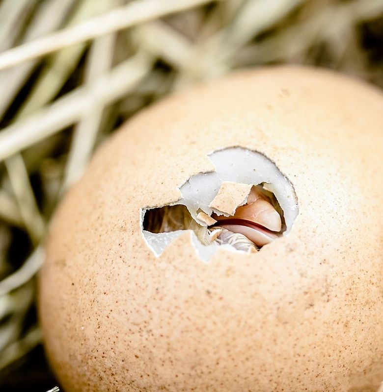 Bagaimana Cara Anak Ayam Keluar dari Cangkang Telur yang Keras dan Sulit  Dipecahkan? - Semua Halaman - Bobo