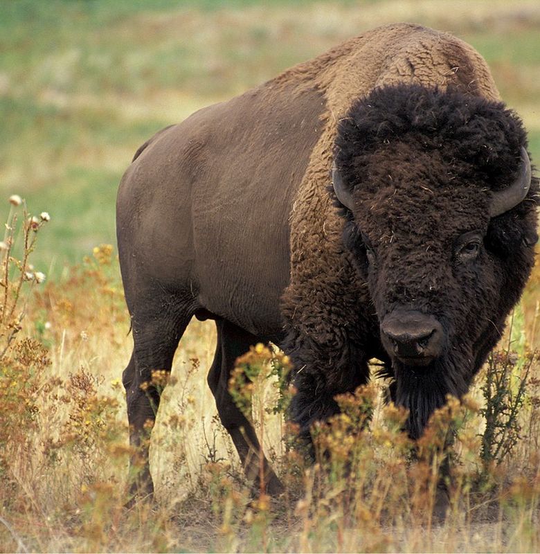 Sempat Hampir Punah Bison Amerika Ini Punya Keunikan Yang Tak