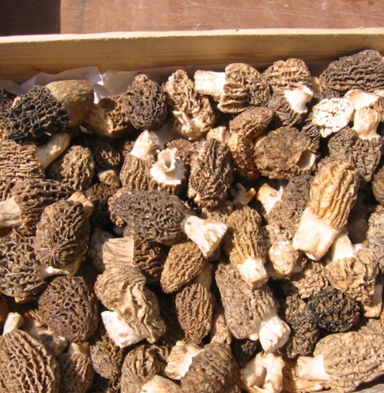 Berita Jamur Morel Kahsmir Terbaru Hari Ini Bobo