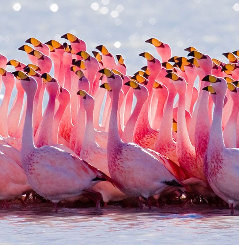 Ternyata Warna Asli Bulu Flamingo Bukan Merah Muda Semua