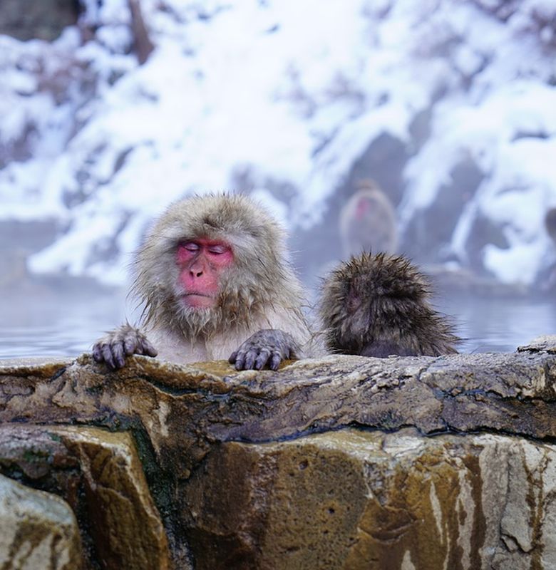 Uniknya Monyet Jepang Yang Suka Berendam Di Air Panas Semua Halaman Bobo
