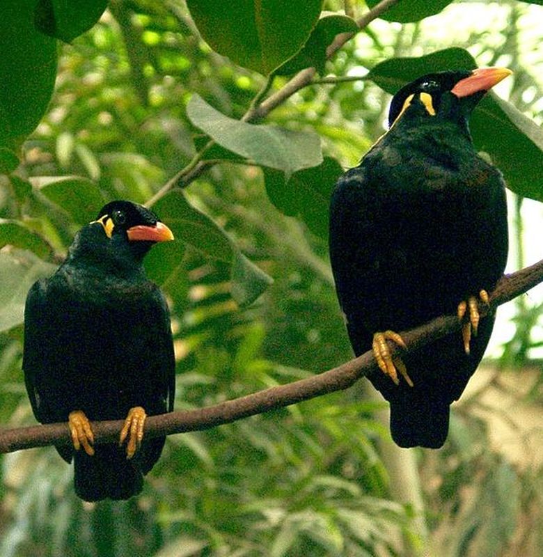 Kenapa Ada Burung Yang Bisa Bicara Dan Menirukan Kata Kata Manusia