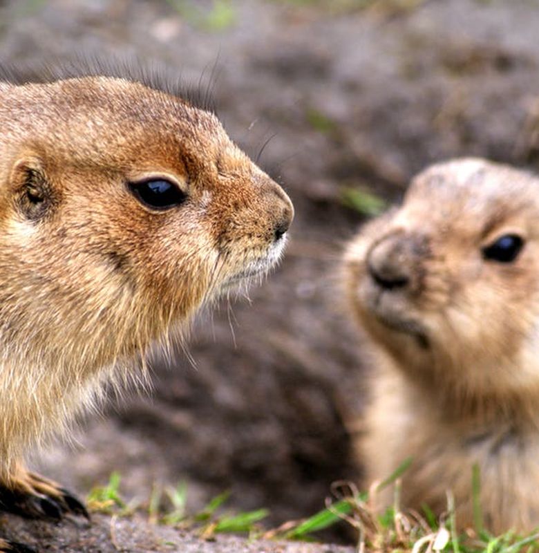 Prairie Dog Sejenis Tupai Tanah Yang Bisa Menggonggong Semua