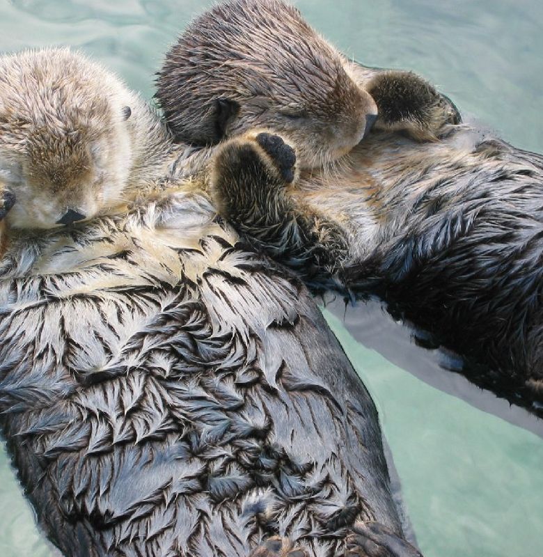 Bikin Gemas Berang Berang Laut Suka Tidur Mengambang Sambil