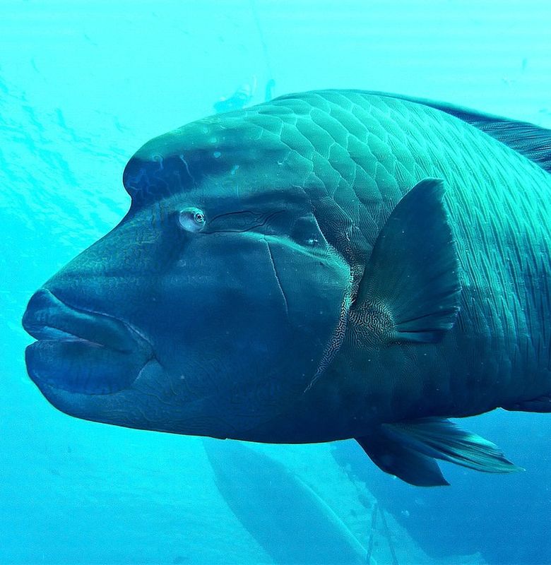 Napoleon Ikan Besar Yang Punya Bibir Tebal Dan Jidat Menonjol Semua Halaman Bobo Napoleon Ikan Besar Yang Punya Bibir Tebal Dan Jidat Menonjol Semua Halaman Bobo