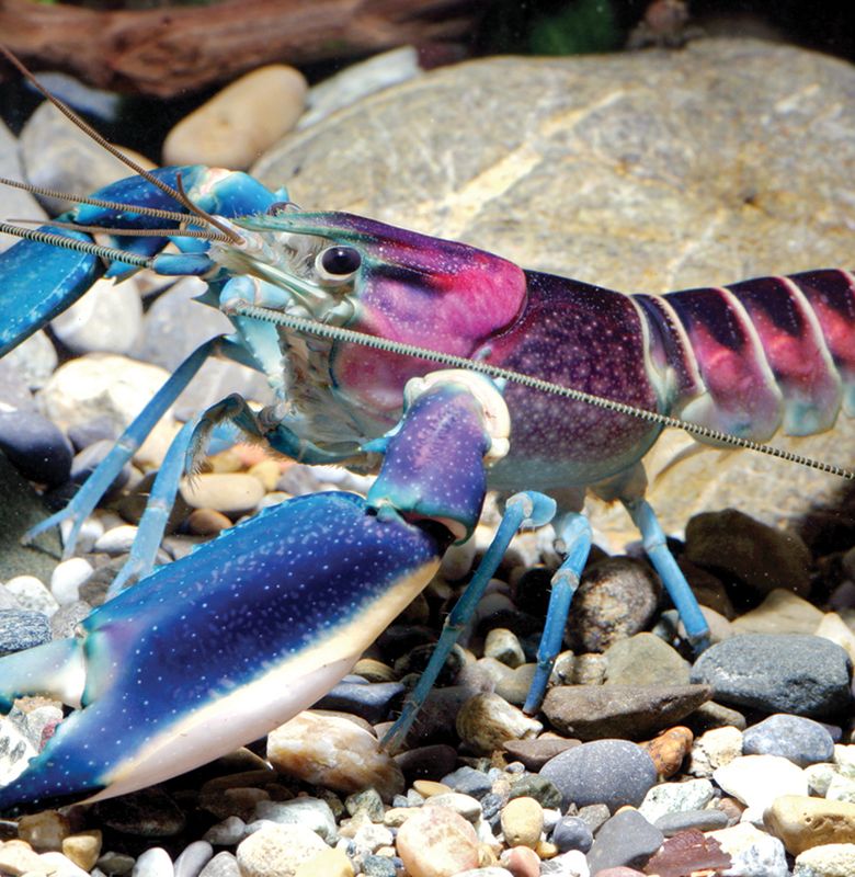 Indonesia Punya Udang Cantik Yang Coraknya Seperti Hamparan