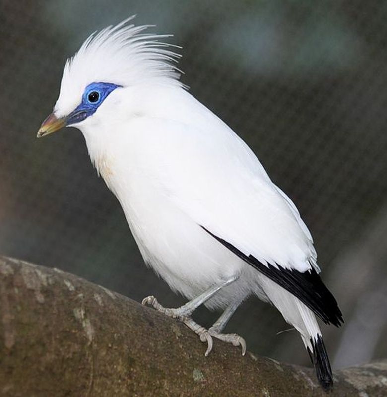 Jenis Jenis Burung Endemik Bali Yang Perlu Dilestarikan Jenis Jenis Burung Endemik Bali Yang Perlu Dilestarikan