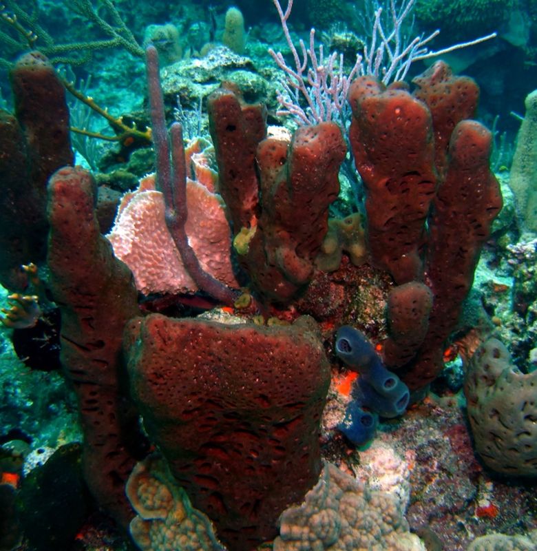 Spons Hewan Ajaib Yang Tak Punya Otak Semua Halaman Bobo