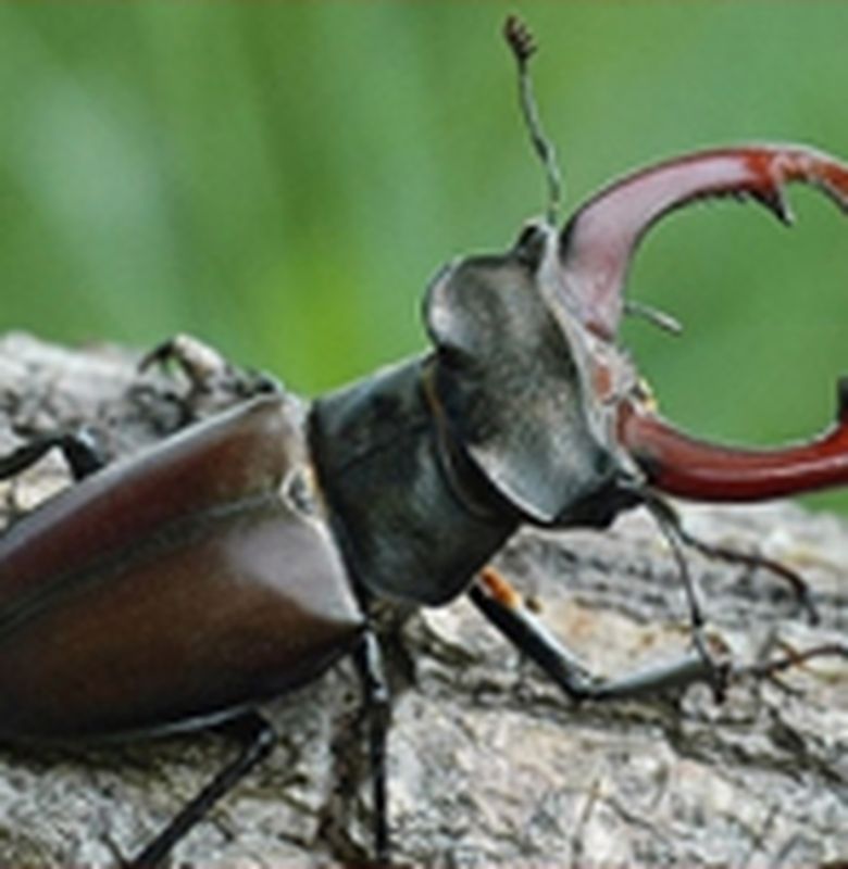 Badak kumbang KUMBANG BADAK