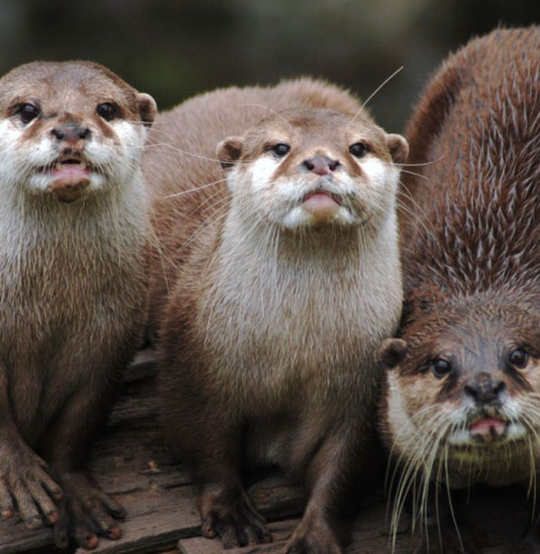 Berang Berang Macan Air Yang Tidur Berpegangan Tangan Bobo