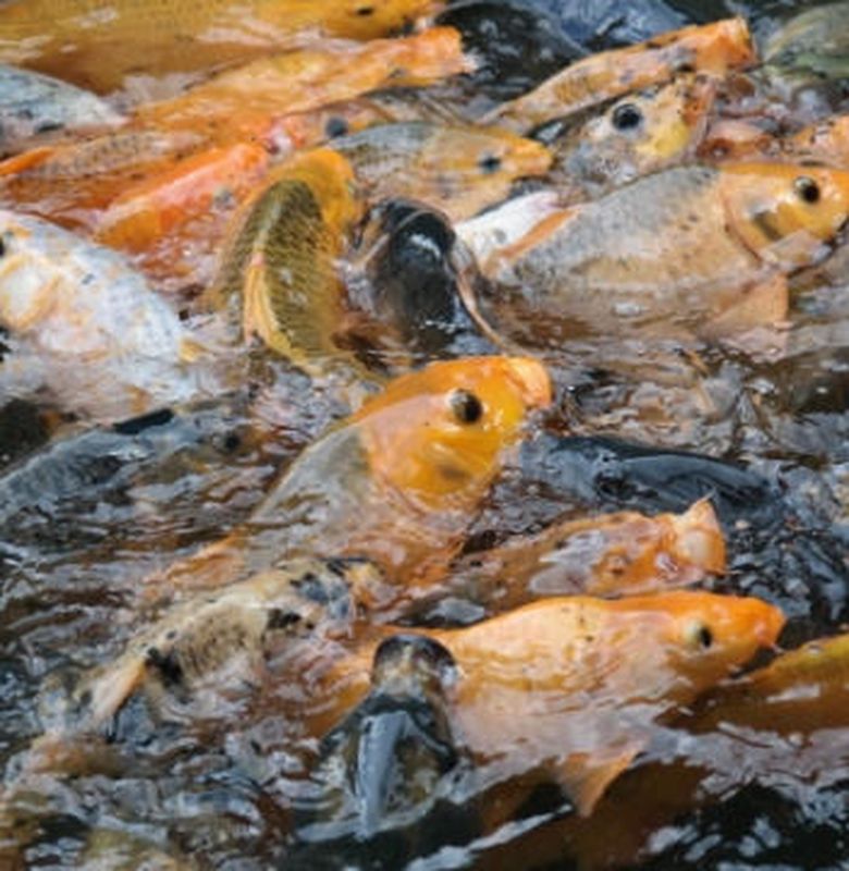 5 Manfaat Ikan Mas Salah Satunya Baik Untuk Pertumbuhan Bobo