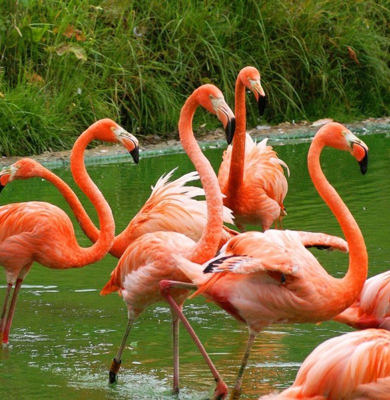Flamingo Burung Terang Berkaki Panjang Semua Halaman Bobo