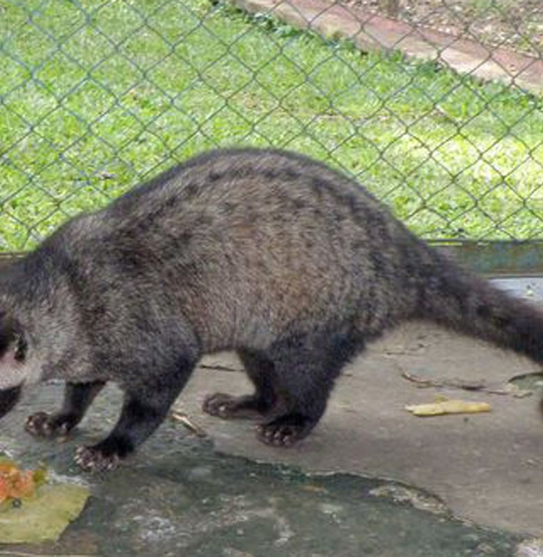 Luwak Si Pemencar Biji Semua Halaman Bobo