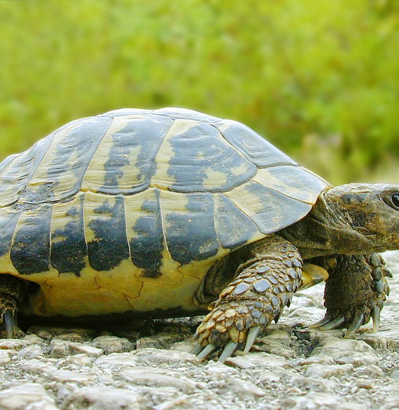 Waspada Terhadap Penyakit Kura-Kura - Bobo