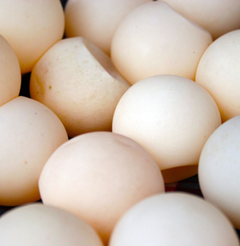 Penyu telur Perburuan Telur