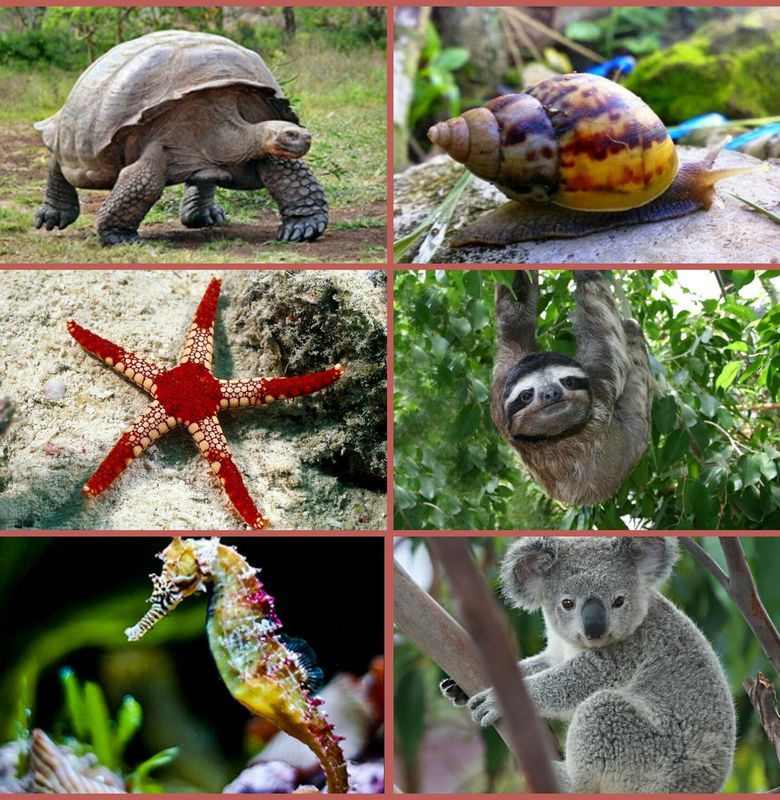 6 Hewan Lamban Yang Lucu Bobo