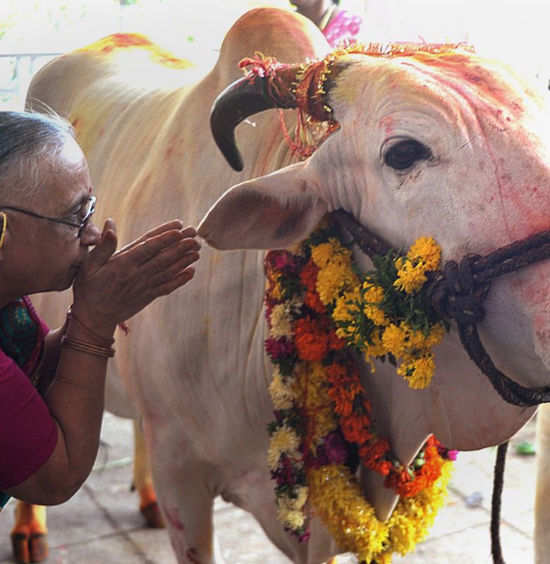 Di India Sapi Punya Ambulans Khusus Lo Bobo