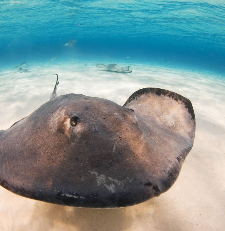 Pari Ikan Yang Terbang Di Laut Bobo