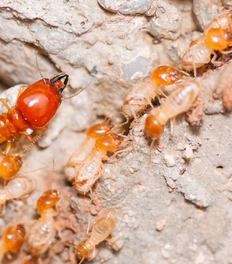 Jangan Sepelekan 5 Tanda Berikut Siapa Tahu Ternyata Rayap Siap