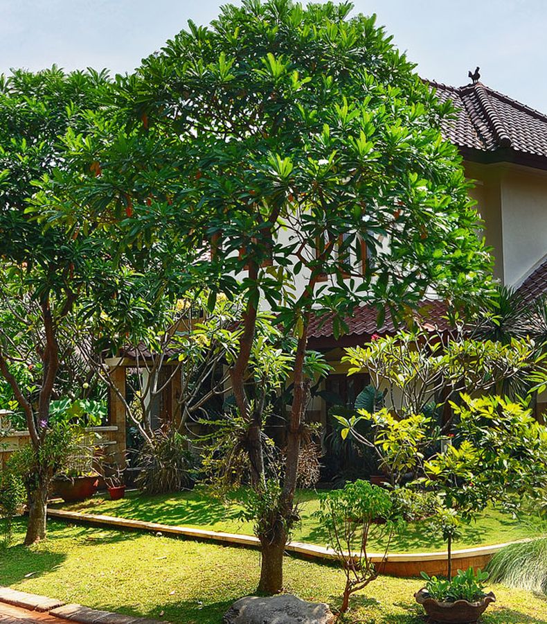Pohon Depan Rumah Fengshui - misterdudu.com