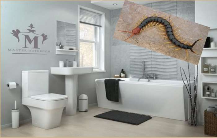 Kerap Terlihat Kelabang Di Kamar Mandi Rumah Lakukan Hal Berikut Ini Semua Halaman Nakita