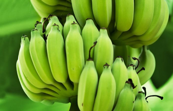 4 Manfaat Pisang Mentah Yang Belum Banyak Diketahui Bisa Sembuhkan Penyakit Loh Semua Halaman Grid