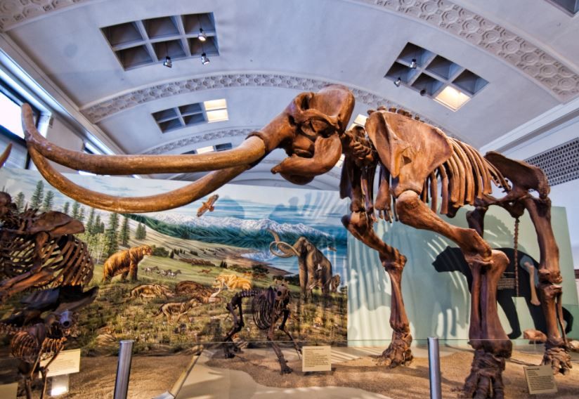 Fosil Mammoth