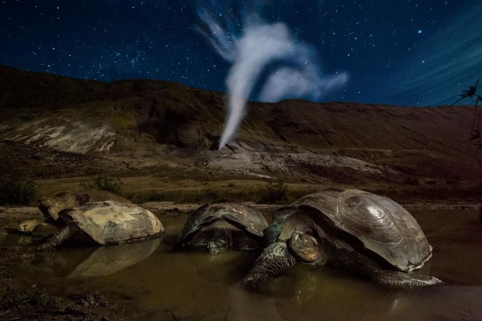 Kura-kura raksasa Galapagos, Geochelone vandenburghi, beristirahat di kolam lumpur di kawah Gunung B