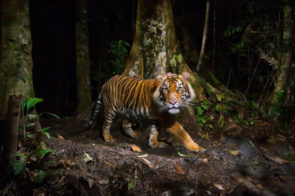 Kamera tersembunyi menangkap gambar harimau sumatra saat sedang berburu di hutan Sumatra, Indonesia.