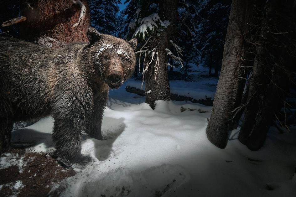 Kamera jebak di dekat Taman Nasional Yellowstone mengangkap gambar beruang  grizzly yang mencuri kac
