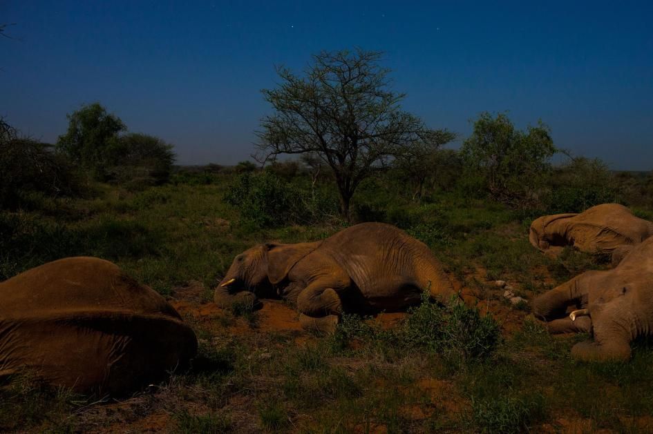 Pemimpin kawanan gajah tidur di antara keluarganya di Cagar Alam Nasional Samburu, Kenya.
