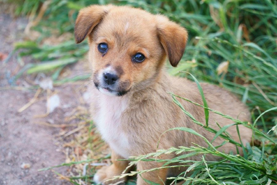 Kasihan Pada Anak Anjing Yang Terlantar Wanita Ini Meninggal