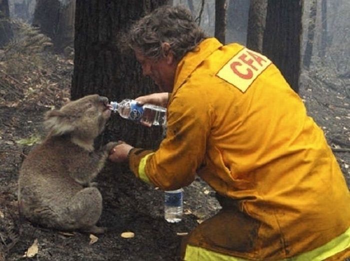 Pemadam kebakaran dan koala 
