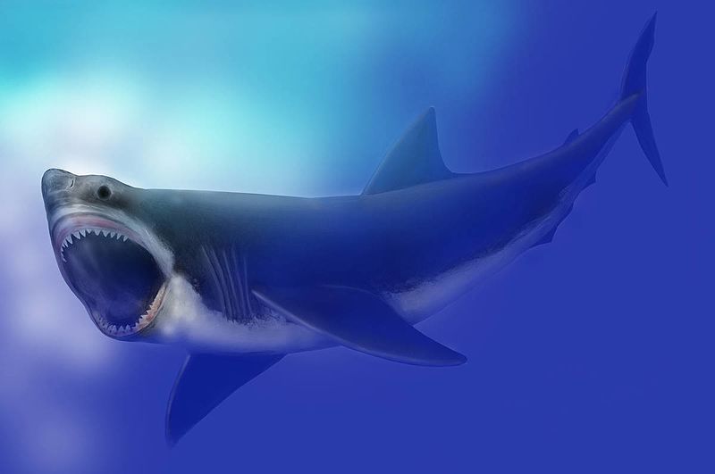 Benarkah Megalodon Yang Merupakan Hiu Purba Raksasa Masih Hidup