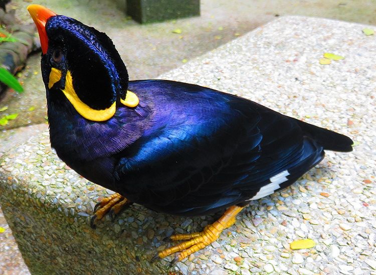 Beo Nias Burung Endemik Kebanggan Pulau Sumatera Yang Banyak