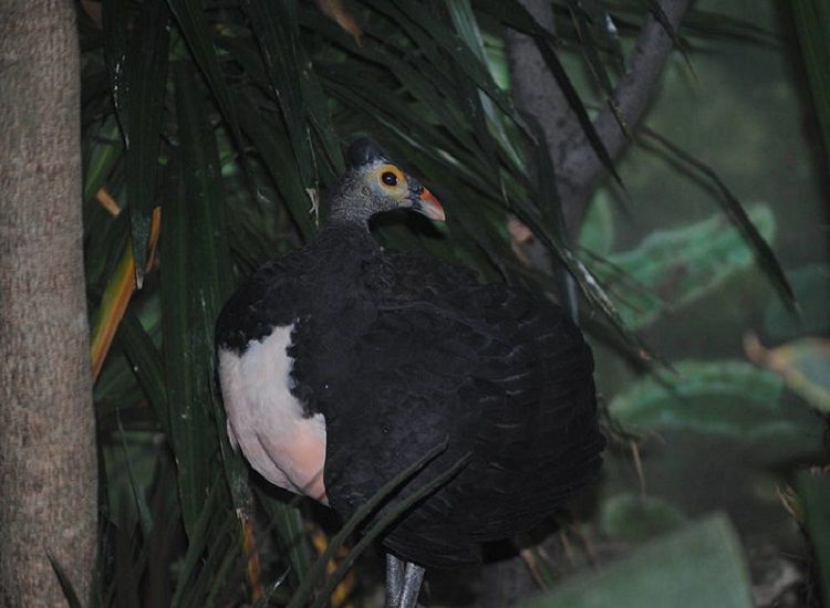 Ini Dia Fakta Menarik Burung Maleo Yang Tidak Mengerami Telurnya