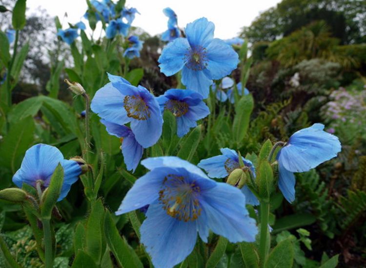 Kenalan Dengan Blue Poppy Bunga Biru Yang Langka Dan Misterius