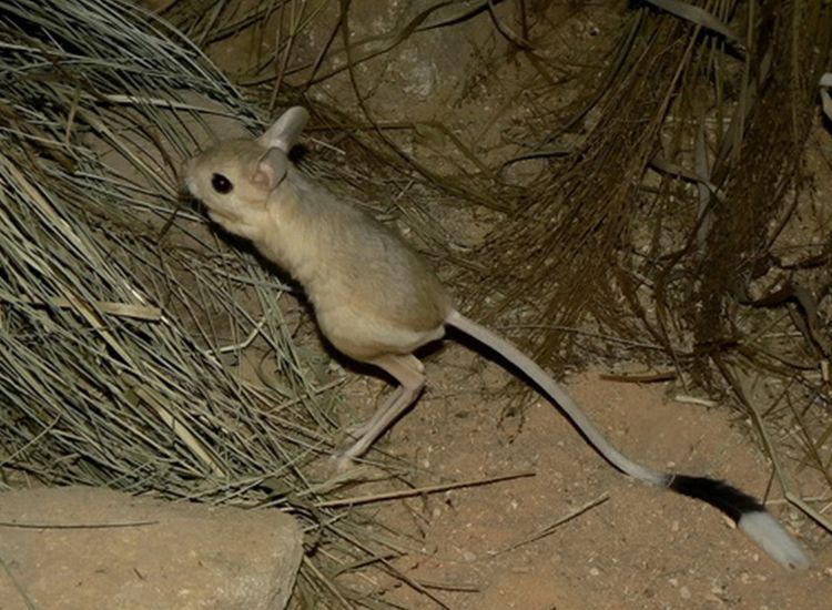 Perkenalkan Jerboa Hewan Yang Kupingnya Mencapai Sepertiga