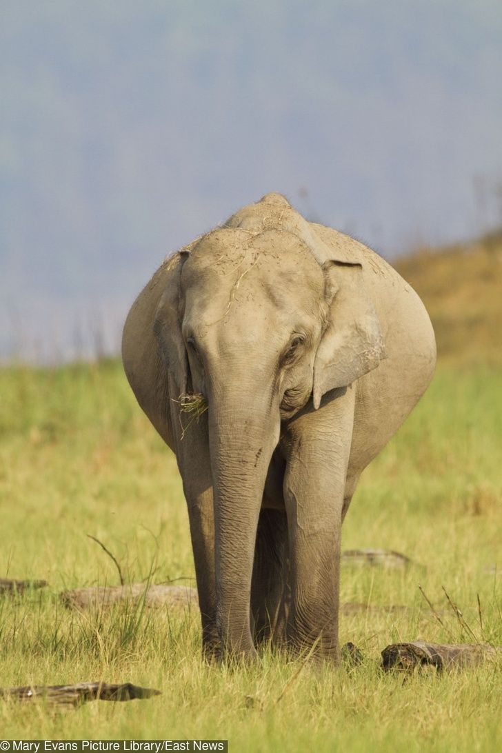Asian / Indian Elephant - pregnant. Corbett National Park, India. (Elephas maximus).     Date: