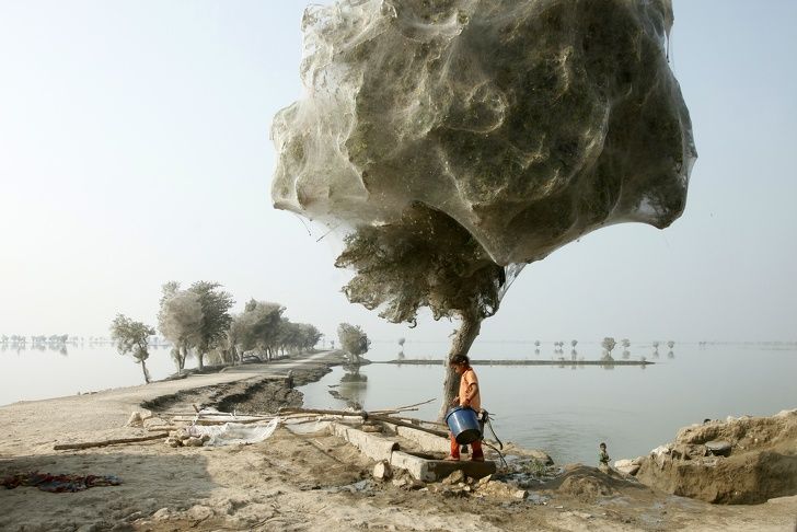 Pohon yang ditutupi jaring laba-laba setelah bencana banji, Pakistan